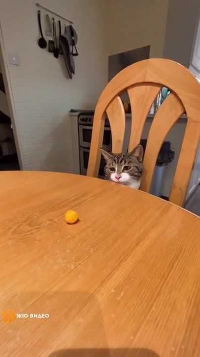���� �� ��� - ������� ������ ������� �� ��������
