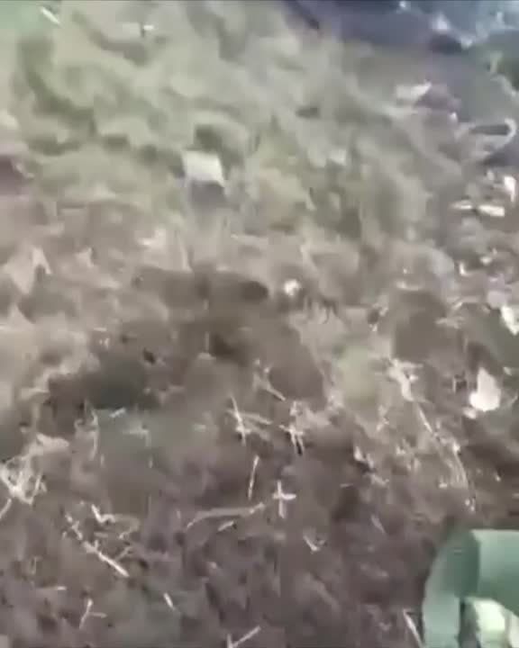 ����� � ���������� ������� Leopard � ������ �������� ��� �� ����������� �����������