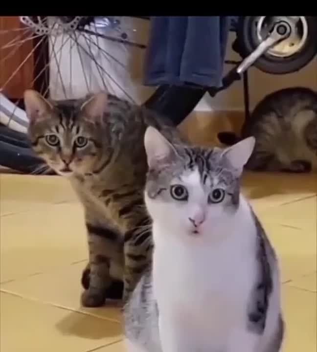 Немного юмора Вам, дамы и господа