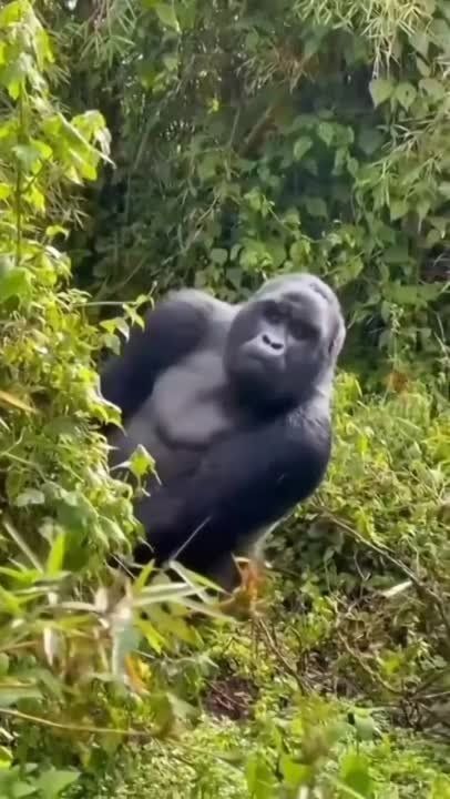 ���� ������� ����, ��������!
