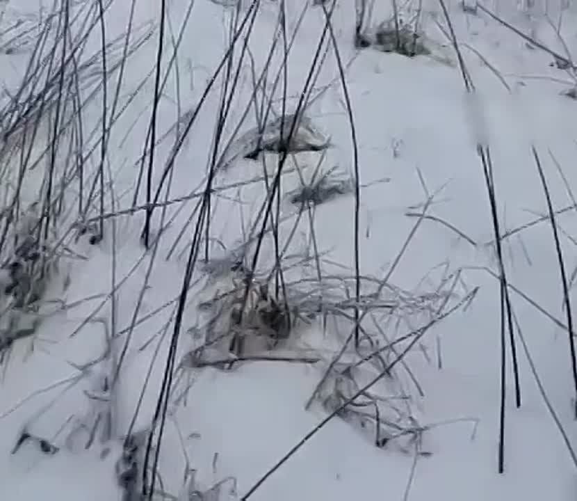 "��� ��� - ��� ������ � �������!"