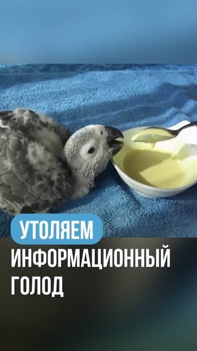 ����������� ������� �����������: ������ � ���������� ����������� �� ����������� �������