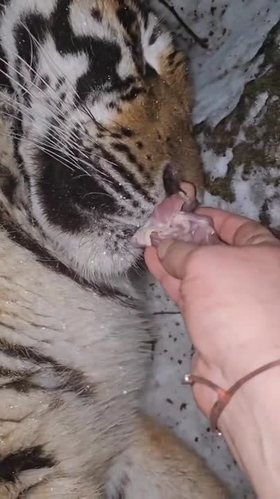 �� ������ ������������ ����������� ���������, �������� �����