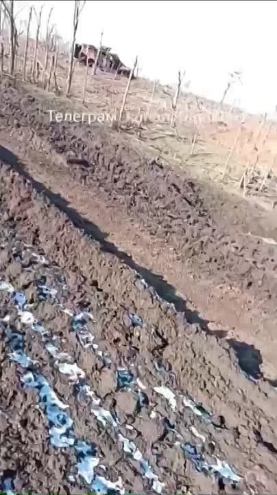 ���� ����� ���������� ���������� ������� ��� �� ����������� �����������