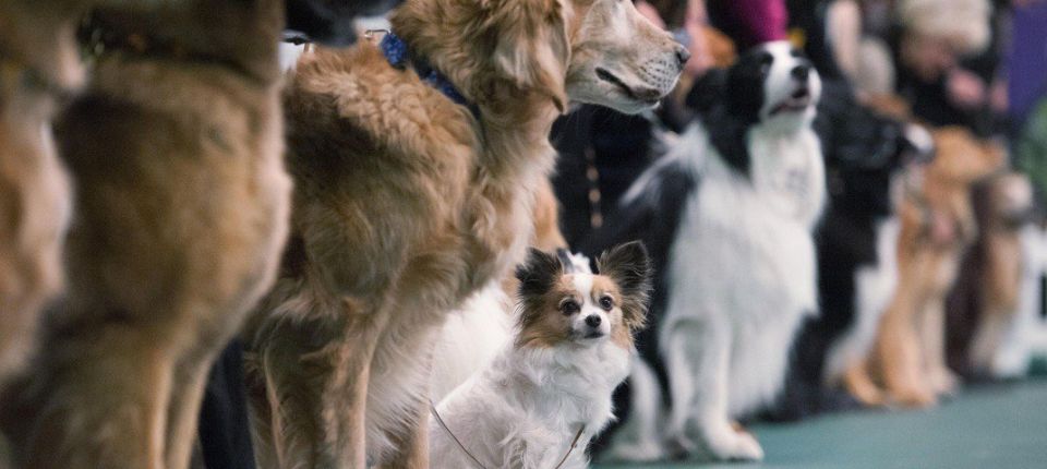 123В Бердянске пройдет выставка собак всех пород «Кубок Приазовья-2025»