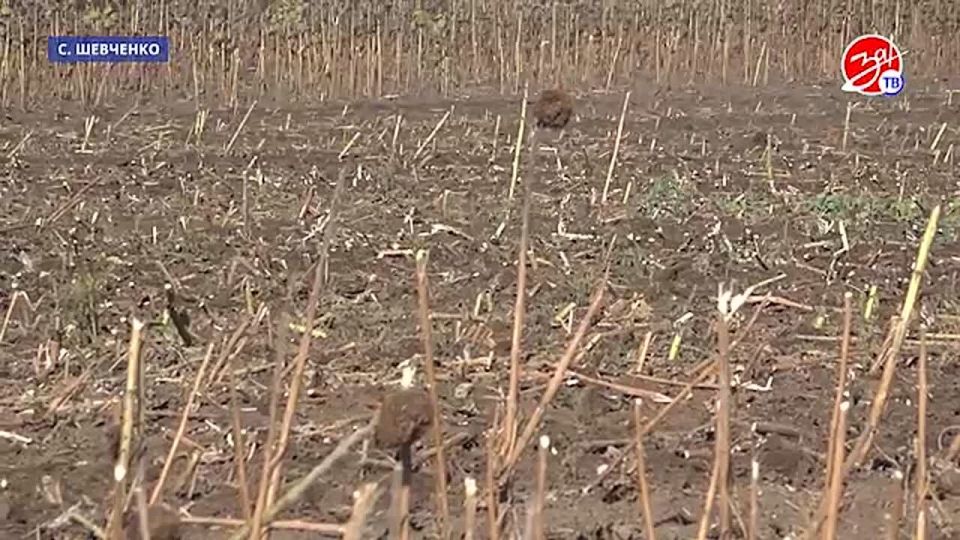 В Запорожской области продолжается сбор подсолнечника