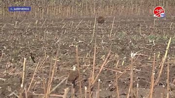 В Запорожской области продолжается сбор подсолнечника