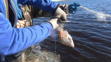 Двух жителей села Преслав наказали за браконьерство в Азовском море