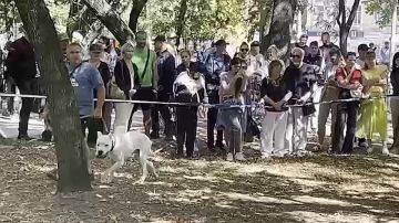 В Бердянске состоялась выставка собак всех пород «Кубок Приазовья-2025»