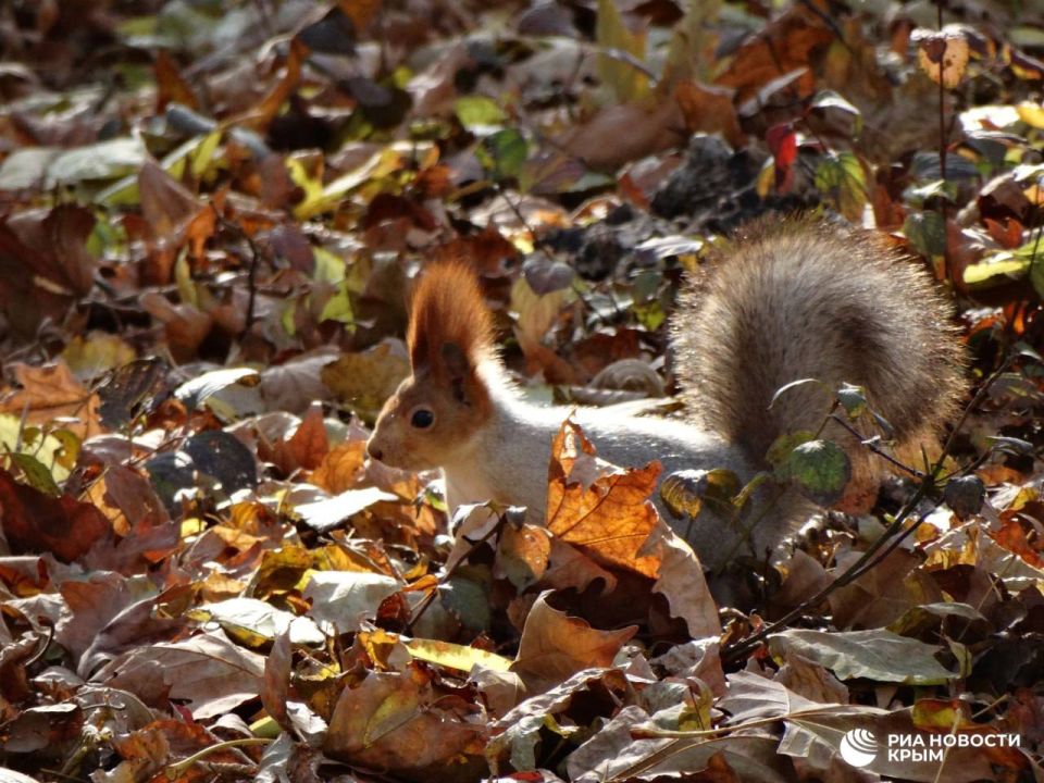 Погода на новых территориях России