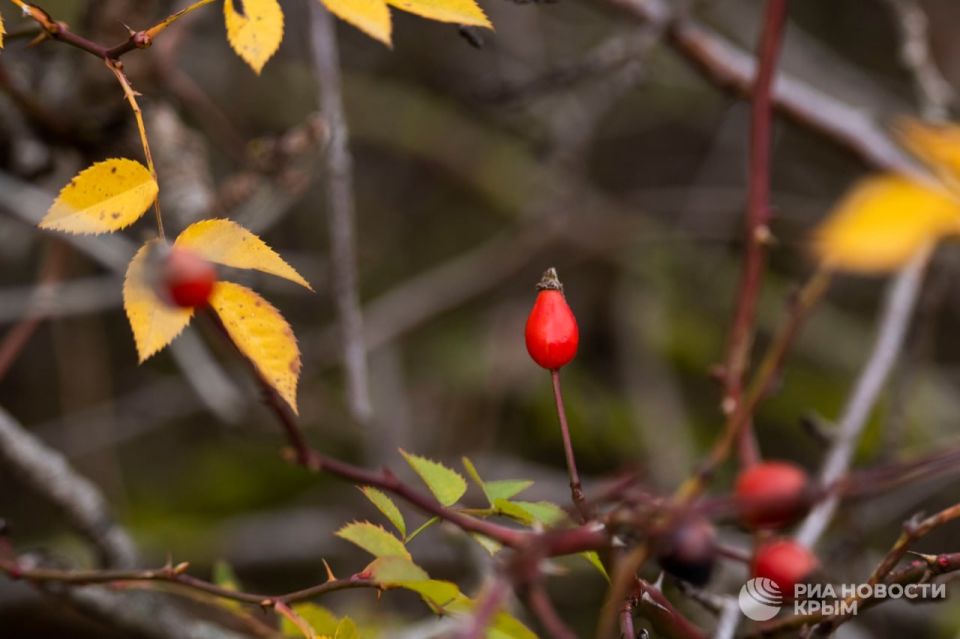 Погода на новых территориях России