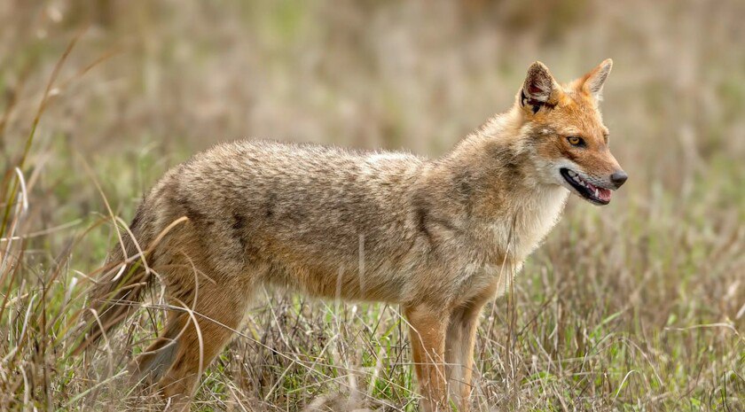 В Бердянском районе будут отстреливать лис, волков и шакалов