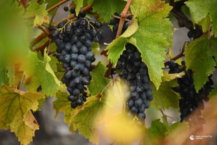 Погода на новых территориях России