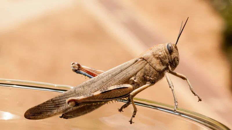 В Запорожской области продолжают обследовать почву на наличие кубышек саранчовых вредителей