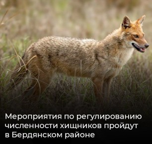 Мероприятия по регулированию численности хищников пройдут в Бердянском районе
