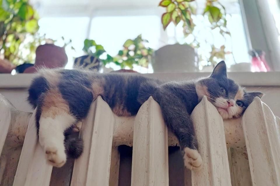 В Бердянске вечером 19 января временно отключили отопление