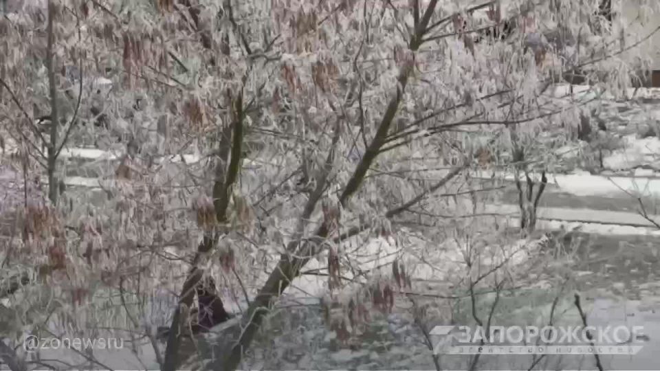 В Бердянске деревья покрылись инеем, превратив городские улицы в белое царство