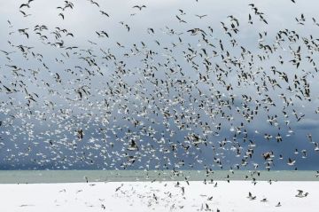 ������ �� ����� ����������� ������