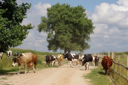 Вниманию владельцев сельскохозяйственных животных