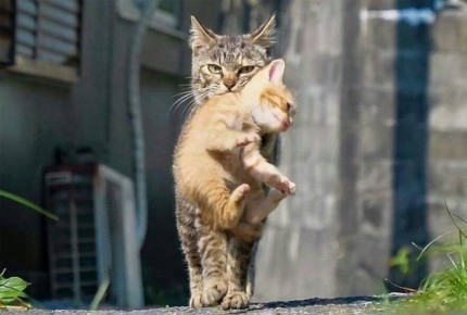 ���� �������: ��������� ����� �������� ������� � ������� � ������� �� ������� ����� ������