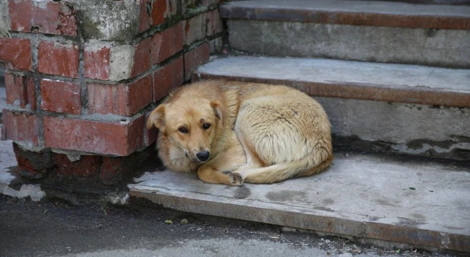 Государственное бюджетное учреждение Запорожской области «Ветеринарный центр» запустило Telegram-бот для сбора информации о животных без владельцев