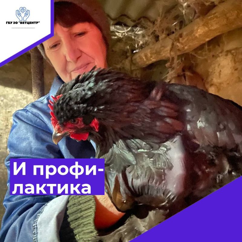 Ветеринарная служба Запорожской области в усиленном режиме работы для защиты поголовья птицы