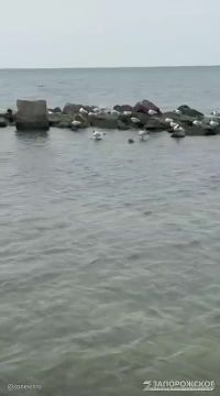 Лебединый вальс на Азовском море в Бердянске