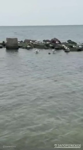 Лебединый вальс на Азовском море в Бердянске