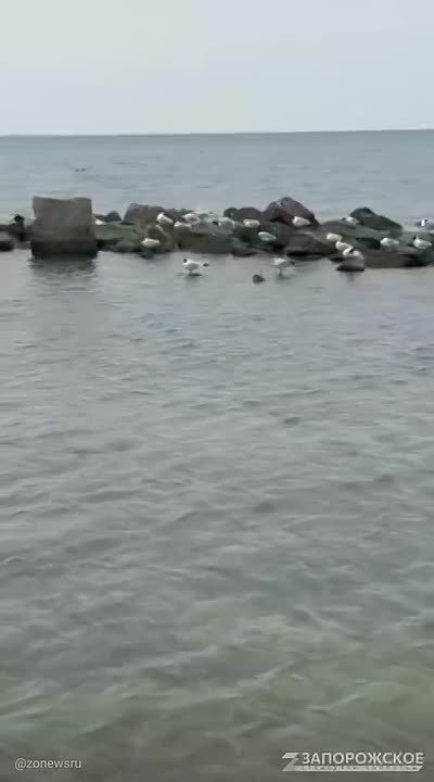 Лебединый вальс на Азовском море в Бердянске