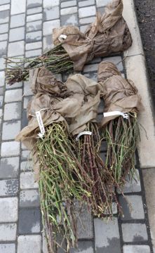 � ���� ��������� �������� ����