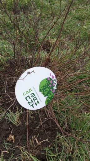 Новопетровка приняла участие в акции «Сад памяти»