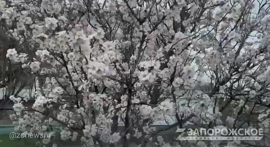 Весна в Мелитополе радует ранним цветением абрикосов: деревья утопают в облаке нежных цветов