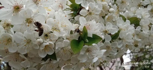 Погода на новых территориях России