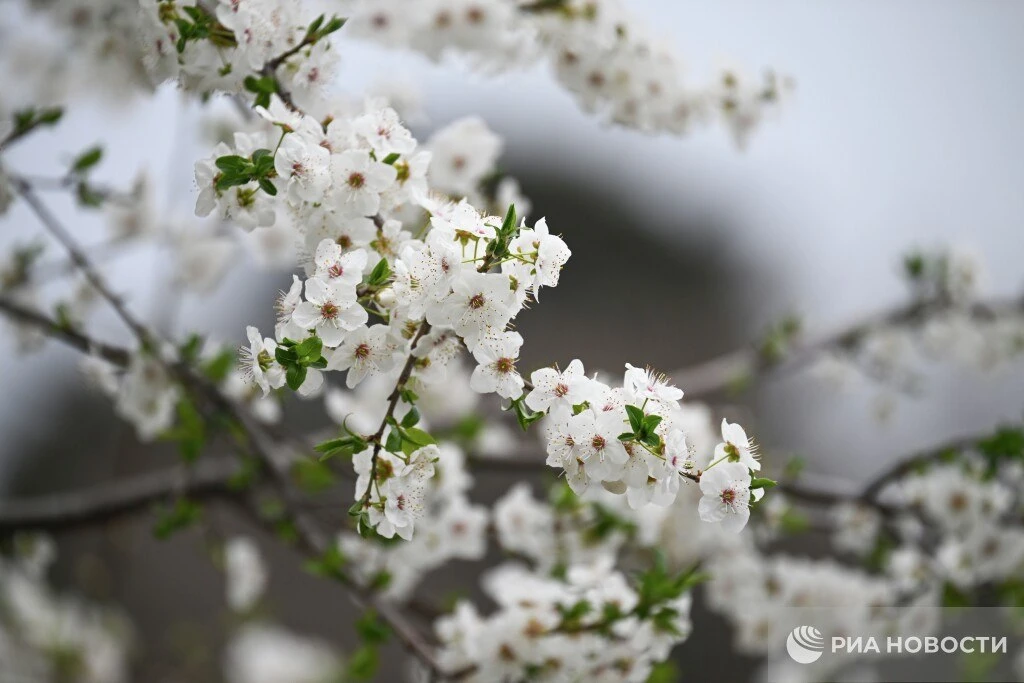 Погода на новых территориях России