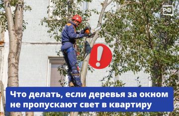 Полумрак в квартире даже в солнечный день и переплата за электричество: раскидистое дерево перед окном может превратиться в проблему