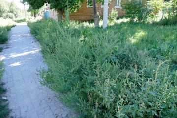 Амброзия угрожает здоровью и урожаю — действуй сейчас!