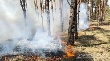 В Запорожской области до 19 августа объявлена чрезвычайная пожароопасность