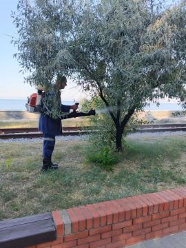 В Бердянске проводятся работы по борьбе с червецом