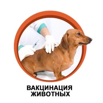 В Бердянске привить собак и кошек от бешенства можно каждую среду