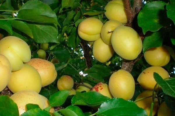 Уникальный абрикос Шалах